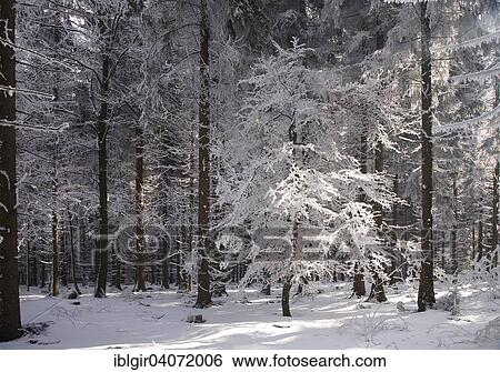 "Winter forest in the Ore Mountains, Saxony, Germany, Europe" View Large Photo Image Stock Photograph - "Winter forest in the Ore Mountains, Saxony, Germany, Europe". Fotosearch