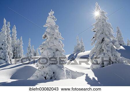 "Winter forest in the sunshine, Bartholomaberg, Montafon, Vorarlberg, Austria, Europe" View Large Photo Image Stock Image - "Winter forest in the sunshine, Bartholomaberg, Montafon, Vorarlberg, Austria, Europe". Fotosearch
