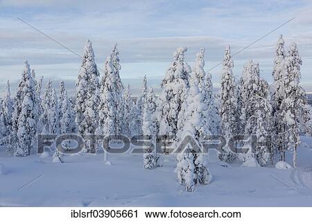 "Winter forest, Rovaniemi, Finland, Europe" View Large Photo Image Stock Image - "Winter forest, Rovaniemi, Finland, Europe". Fotosearch