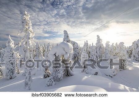 "Winter forest, Rovaniemi, Finland, Europe" View Large Photo Image Stock Image - "Winter forest, Rovaniemi, Finland, Europe". Fotosearch