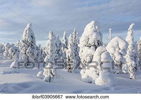 "Winter forest, Rovaniemi, Finland, Europe" View Large Photo Image Stock Photo - "Winter forest, Rovaniemi, Finland, Europe". Fotosearch