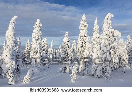 "Winter forest, Rovaniemi, Finland, Europe" View Large Photo Image Stock Photo - "Winter forest, Rovaniemi, Finland, Europe". Fotosearch