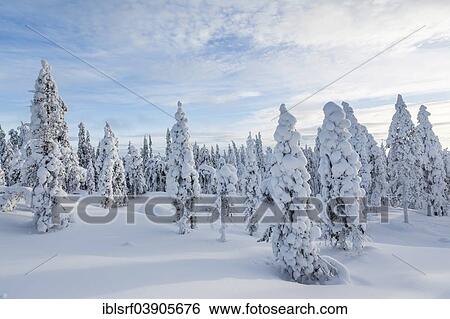 "Winter forest, Rovaniemi, Finland, Europe" View Large Photo Image Stock Photograph - "Winter forest, Rovaniemi, Finland, Europe". Fotosearch