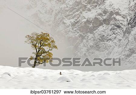"Winter in Ahornboden, foggy mood, Hinterriss, Tyrol, Austria, Europe" View Large Photo Image Stock Photo - "Winter in Ahornboden, foggy mood, Hinterriss, Tyrol, Austria, Europe". Fotosearch