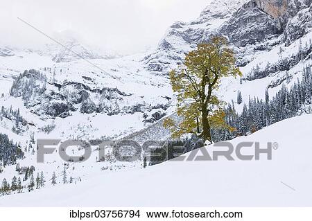 "Winter in Ahornboden, Hinterriss, Tyrol, Austria, Europe" View Large Photo Image Picture - "Winter in Ahornboden, Hinterriss, Tyrol, Austria, Europe". Fotosearch