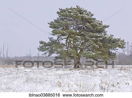 "Winter in Duvenstedter Brook Nature Reserve, Hamburg, Germany, Europe" View Large Photo Image Stock Photograph - "Winter in Duvenstedter Brook Nature Reserve, Hamburg, Germany, Europe". Fotosearch