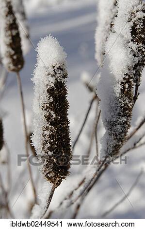 "Winter in the herbal garden, Krauter-Erlebnis-Park herb theme park, Bad Heilbrunn, Loisachtal, Tolzer Land, Upper Bavaria, Germany, Europe" View Large Photo Image Stock Image - "Winter in the herbal garden, Krauter-Erlebnis-Park herb theme park, Bad Heilbrunn, Loisachtal, Tolzer Land, Upper Bavaria, Germany, Europe". Fotosearch