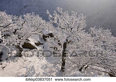 Stock Image - "Winter landscape in the Bode Gorge, trees covered with snow and hoarfrost, Rosstrappe cliff, Thale, Saxony-Anhalt, Germany, Europe". Fotosearch