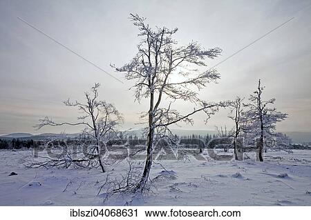 Stock Image - "Winter landscape, Kahler Asten, Winterberg, Sauerland, North Rhine-Westphalia, Germany, Europe". Fotosearch