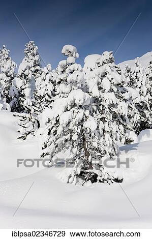 "Winter landscape, Ofen Pass, Swiss National Park, Grisons, Switzerland, Europe" View Large Photo Image Stock Photo - "Winter landscape, Ofen Pass, Swiss National Park, Grisons, Switzerland, Europe". Fotosearch
