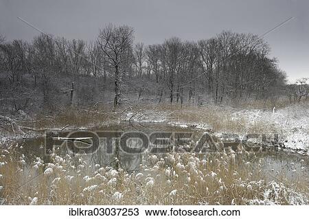 "Winter landscape on the Danube, Danube floodplains, Muhlleiten, Lower Austria, Austria, Europe" View Large Photo Image Stock Image - "Winter landscape on the Danube, Danube floodplains, Muhlleiten, Lower Austria, Austria, Europe". Fotosearch