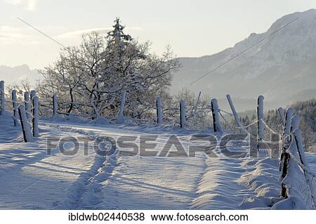"Winter landscape, tracks in the snow on the Aidlinger Hoehe, Murnau, Upper Bavaria, Germany, Europe" View Large Photo Image Stock Photo - "Winter landscape, tracks in the snow on the Aidlinger Hoehe, Murnau, Upper Bavaria, Germany, Europe". Fotosearch