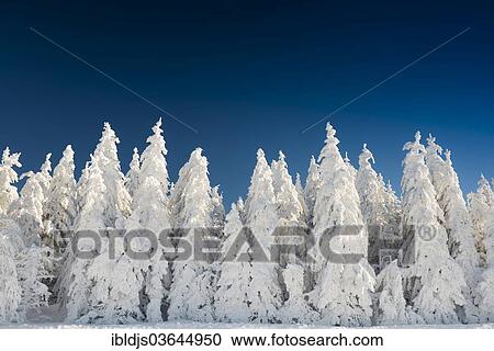 "Winter landscape with snow-covered fir trees, Schauinsland, Freiburg im Breisgau, Baden-Wurttemberg, Germany, Europe" View Large Photo Image Stock Image - "Winter landscape with snow-covered fir trees, Schauinsland, Freiburg im Breisgau, Baden-Wurttemberg, Germany, Europe". Fotosearch
