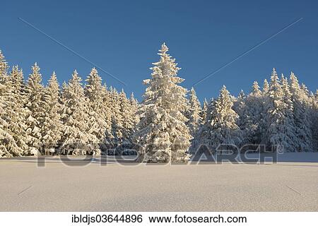 "Winter landscape with snow-covered fir trees, Schauinsland, Freiburg im Breisgau, Baden-Wurttemberg, Germany, Europe" View Large Photo Image Stock Photograph - "Winter landscape with snow-covered fir trees, Schauinsland, Freiburg im Breisgau, Baden-Wurttemberg, Germany, Europe". Fotosearch