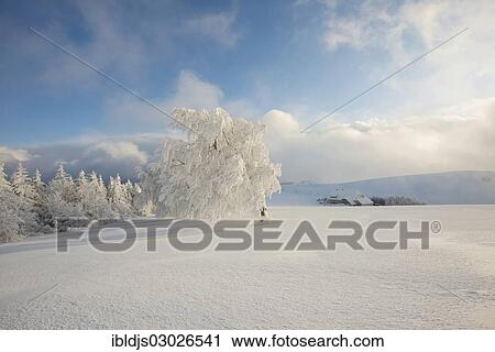 Stock Image - "Winter landscape with snow-covered Beech (Fagus sp. ) and a farmhouse, Schauinsland, Baden-Wurttemberg, Germany, Europe". Fotosearch