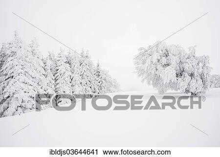 Stock Image - "Winter landscape with snow-covered beech and fir trees, Schauinsland, Freiburg im Breisgau, Baden-Wurttemberg, Germany, Europe". Fotosearch