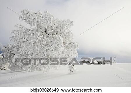 "Winter landscape with snow-covered Beech (Fagus sp. ) and a farmhouse, Schauinsland, Baden-Wurttemberg, Germany, Europe" View Large Photo Image Stock Photo - "Winter landscape with snow-covered Beech (Fagus sp. ) and a farmhouse, Schauinsland, Baden-Wurttemberg, Germany, Europe". Fotosearch