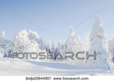 Stock Photo - "Winter landscape with snow-covered beech and fir trees, Schauinsland, Freiburg im Breisgau, Baden-Wurttemberg, Germany, Europe". Fotosearch