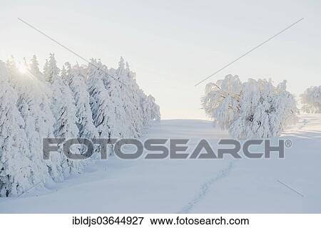 Stock Photo - "Winter landscape with snow-covered beech and fir trees, Schauinsland, Freiburg im Breisgau, Baden-Wurttemberg, Germany, Europe". Fotosearch