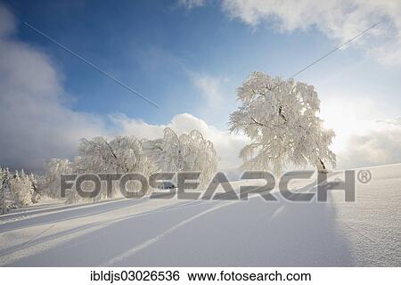 Stock Photograph - "Winter landscape with snow-covered Beech (Fagus sp. ), Schauinsland, Baden-Wurttemberg, Germany, Europe". Fotosearch