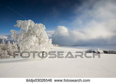 "Winter landscape with snow-covered Beech (Fagus sp. ) and a farmhouse, Schauinsland, Baden-Wurttemberg, Germany, Europe" View Large Photo Image Stock Photograph - "Winter landscape with snow-covered Beech (Fagus sp. ) and a farmhouse, Schauinsland, Baden-Wurttemberg, Germany, Europe". Fotosearch