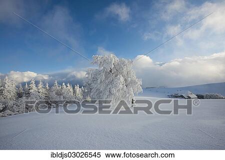 Stock Photography - "Winter landscape with snow-covered Beech (Fagus sp. ) and a farmhouse, Schauinsland, Baden-Wurttemberg, Germany, Europe". Fotosearch