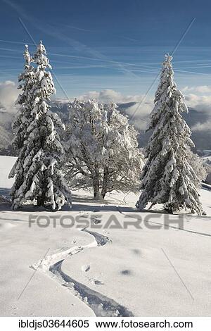 "Winter landscape with snow-covered beech and fir trees, Schauinsland, Freiburg im Breisgau, Baden-Wurttemberg, Germany, Europe" View Large Photo Image Stock Photography - "Winter landscape with snow-covered beech and fir trees, Schauinsland, Freiburg im Breisgau, Baden-Wurttemberg, Germany, Europe". Fotosearch