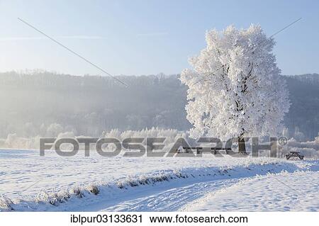 Stock Image - "Winter landscape with trees and benches on the banks of the Elbe River, Sornewitz, Coswig, Saxony, Germany, Europe". Fotosearch