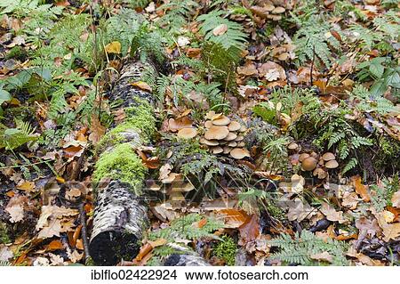 Winter Mushroom, Velvet Stem, Velvet Foot or Enokitake. (Flammulina velutipes), Limburg, Hesse, Germany, Europe View Large Photo Image Picture - Winter Mushroom, Velvet Stem, Velvet Foot or Enokitake. (Flammulina velutipes), Limburg, Hesse, Germany, Europe. Fotosearch