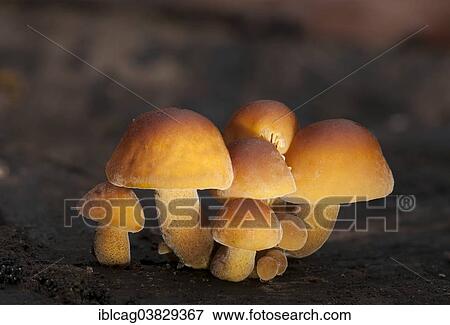 "Winter Mushrooms or Wild Enokitake (Flammulina velutipes), fruiting bodies" View Large Photo Image Stock Photo - "Winter Mushrooms or Wild Enokitake (Flammulina velutipes), fruiting bodies". Fotosearch