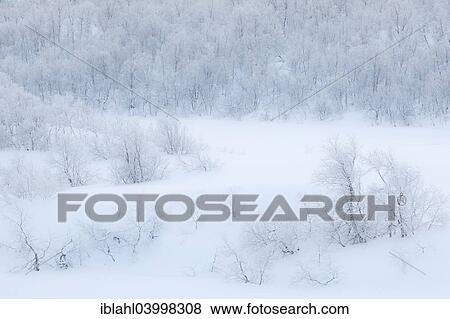 "Winter on the Skogsfjordvatnet, Ringvassoya, Mikkelvik, Troms, Norway, Europe" View Large Photo Image Stock Photo - "Winter on the Skogsfjordvatnet, Ringvassoya, Mikkelvik, Troms, Norway, Europe". Fotosearch