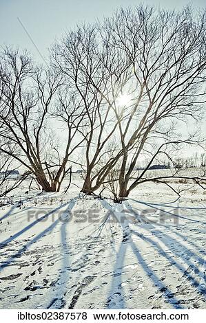 "Wintery Elbe River with trees along the bank near Marschacht, Lower Saxony, Germany, Europe" View Large Photo Image Stock Photo - "Wintery Elbe River with trees along the bank near Marschacht, Lower Saxony, Germany, Europe". Fotosearch