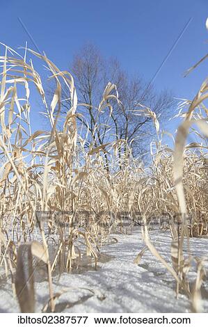 Stock Photo - "Wintry Elbe River with sea oats near Marschacht, Lower Saxony, Germany, Europe". Fotosearch