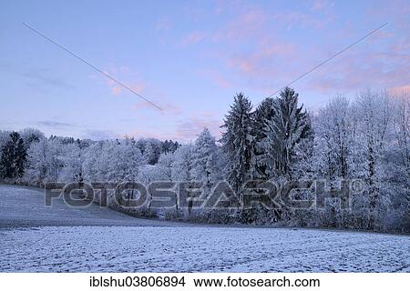 Picture - "Wintry landscape in hoarfrost, Beinwil, Freiamt, Canton of Aargau, Switzerland, Europe". Fotosearch