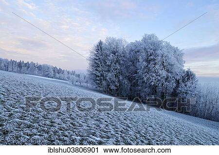 Stock Image - "Wintry landscape in hoarfrost, Beinwil, Freiamt, Canton of Aargau, Switzerland, Europe". Fotosearch