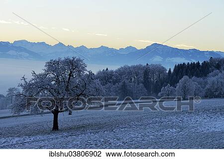 "Wintry landscape with Rigi in hoarfrost, Beinwil, Freiamt, Canton of Aargau, Switzerland, Europe" View Large Photo Image Stock Image - "Wintry landscape with Rigi in hoarfrost, Beinwil, Freiamt, Canton of Aargau, Switzerland, Europe". Fotosearch