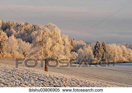Stock Photography - "Wintry landscape with tree in hoarfrost, Beinwil, Freiamt, Canton of Aargau, Switzerland, Europe". Fotosearch