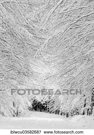 "Wintry snow-covered beech forest along a snow-covered track, Jasmund National Park, Rugen, Mecklenburg-Western Pomerania, Germany, Europe" View Large Photo Image Stock Photo - "Wintry snow-covered beech forest along a snow-covered track, Jasmund National Park, Rugen, Mecklenburg-Western Pomerania, Germany, Europe". Fotosearch