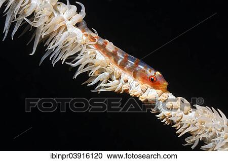 "Wire Coral Goby (Bryaniops youngei), Great Barrier Reef, UNESCO World Natural Heritage Site, Pacific Ocean, Queensland, Australia, Oceania" View Large Photo Image Stock Image - "Wire Coral Goby (Bryaniops youngei), Great Barrier Reef, UNESCO World Natural Heritage Site, Pacific Ocean, Queensland, Australia, Oceania". Fotosearch