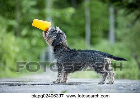 "Wire-haired Dachshund drinking from a cup, trick dog" View Large Photo Image Stock Photo - "Wire-haired Dachshund drinking from a cup, trick dog". Fotosearch