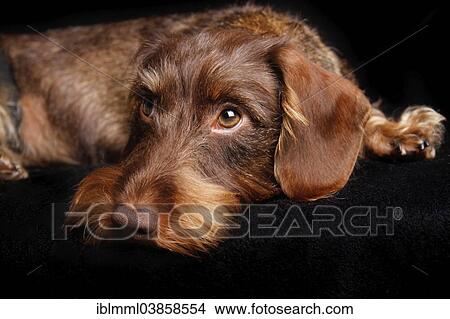 "Wire-haired Dachshund, Germany, Europe" View Large Photo Image Picture - "Wire-haired Dachshund, Germany, Europe". Fotosearch