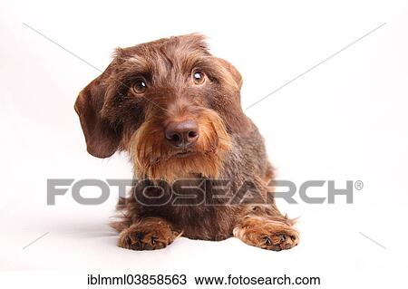 "Wire-haired Dachshund, Germany, Europe" View Large Photo Image Stock Image - "Wire-haired Dachshund, Germany, Europe". Fotosearch