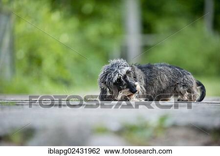 Stock Image - "Wire-haired Dachshund, lying". Fotosearch