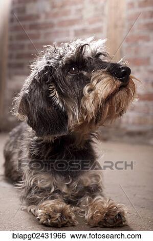 "Wire-haired Dachshund, lying" View Large Photo Image Stock Photograph - "Wire-haired Dachshund, lying". Fotosearch