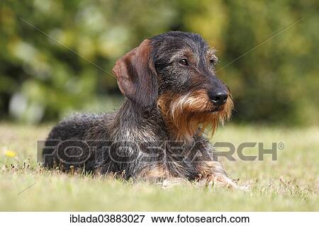 "Wire-haired Dachshund, male lying in the grass, Germany, Europe" View Large Photo Image Stock Photo - "Wire-haired Dachshund, male lying in the grass, Germany, Europe". Fotosearch