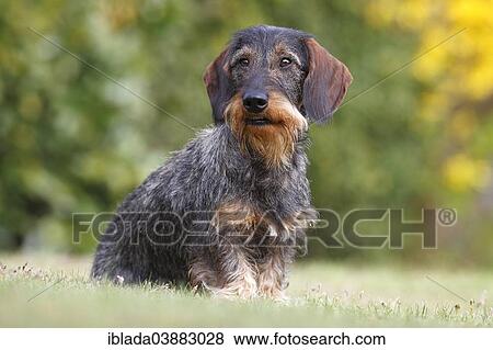 "Wire-haired Dachshund, male sitting in the grass, Germany, Europe" View Large Photo Image Stock Photo - "Wire-haired Dachshund, male sitting in the grass, Germany, Europe". Fotosearch