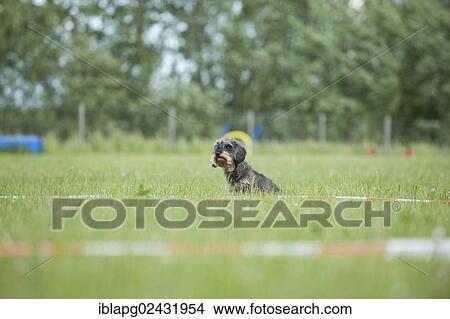 Wire-haired Dachshund on a lunge line View Large Photo Image Picture - Wire-haired Dachshund on a lunge line. Fotosearch
