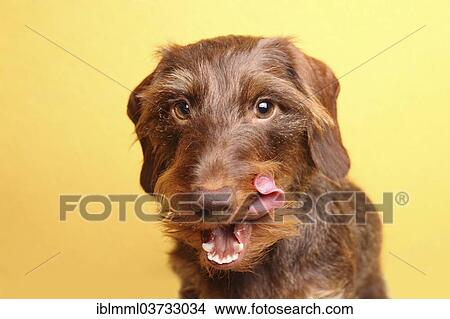 "Wire-haired Dachshund, portrait, Germany, Europe" View Large Photo Image Picture - "Wire-haired Dachshund, portrait, Germany, Europe". Fotosearch
