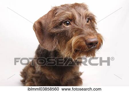 "Wire-haired Dachshund, portrait, Germany, Europe" View Large Photo Image Stock Image - "Wire-haired Dachshund, portrait, Germany, Europe". Fotosearch