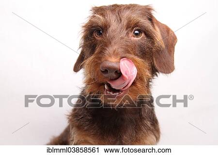 Stock Image - "Wire-haired Dachshund, portrait, Germany, Europe". Fotosearch